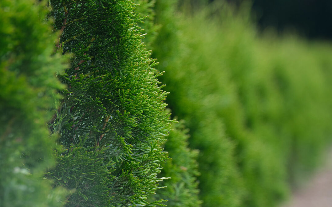 Why Choose Gallant Services for Excavation & Tree Solutions Across Rockland, Orléans & Clarence‑Rockland