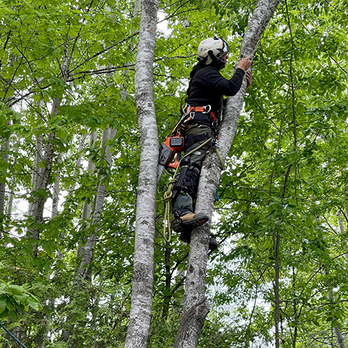 Enhance Your Property with Expert Tree Care: Why Professional Services Matter