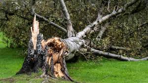 How Different Types of Storms Affect Your Trees, and Why Professional Care Matters