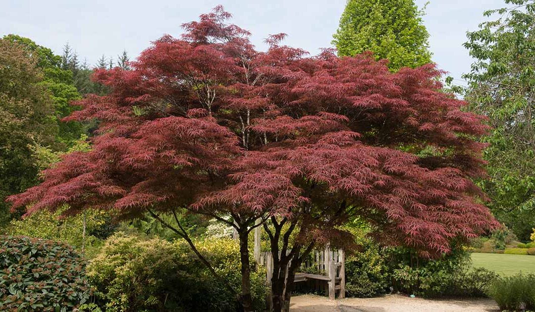 Trees That Boost Your Home’s Value: Fall Picks You Can Plant Now