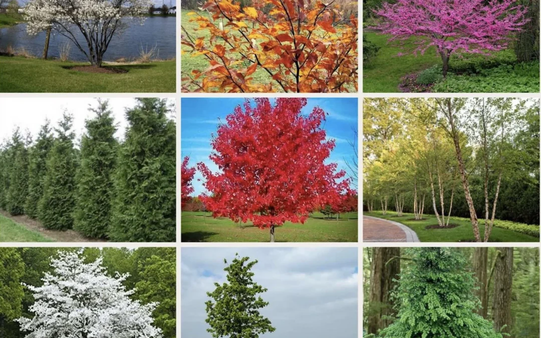Low-Maintenance Tree Landscaping: Beauty That Saves You Time