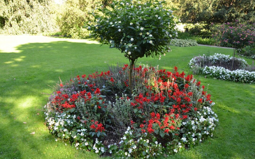 Natural Understory Gardening: Creative Planting Ideas Around Trees