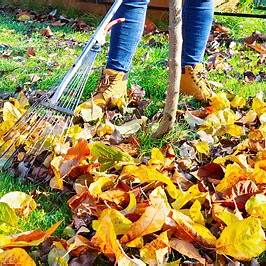 Autumn Arbor Care: Essential Tree Maintenance for October