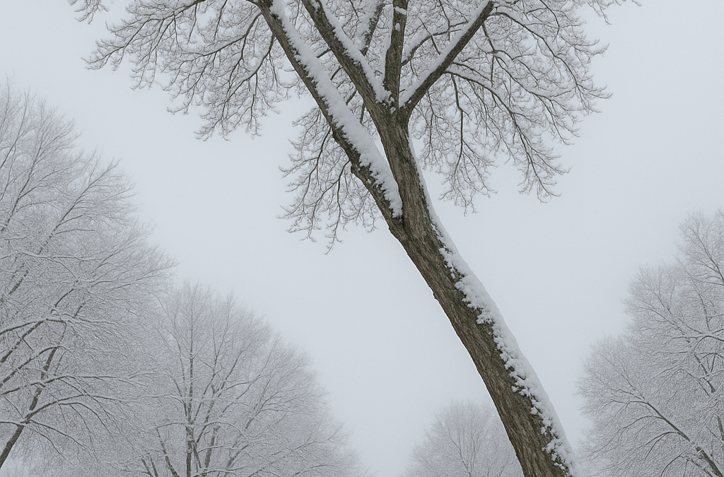 The Importance of Winter Tree Safety: How We Identify, Remove & Prevent Hazardous Trees in Ottawa